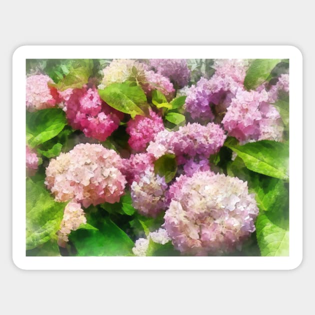 Pink and Lavender Hydrangea Sticker by SusanSavad